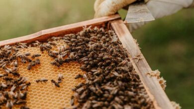 Beekeeping and honey production program 2024-25