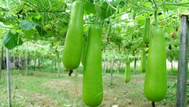 Benefits of gourd cultivation