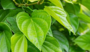 Betel cultivation
