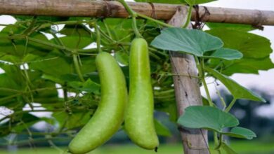 Bottle gourd farming tips