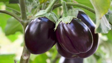 Brinjal cultivation