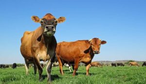 Cm dairy animal supply scheme