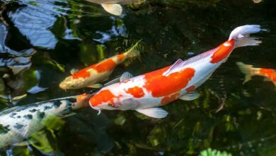 Colourful fish farming