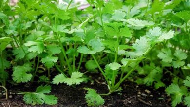 Coriander sowing tips