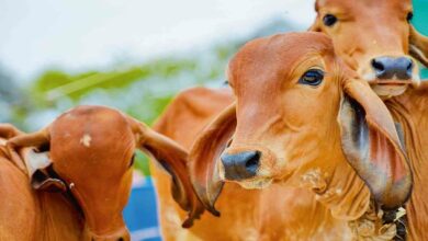 Cow rearing