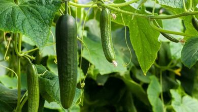 Cucumber cultivation benefits