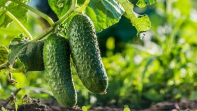 Cucumber farming tips