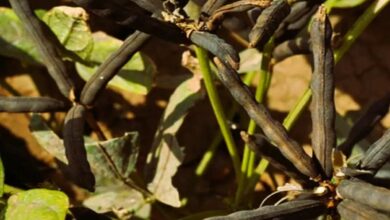 Cultivation of urad