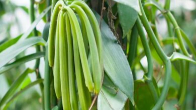 Cultivation of vanilla