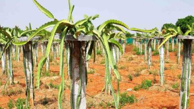 Dragon fruit farming