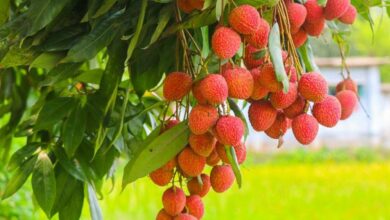 Litchi cultivation