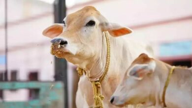 Livestock subsidy scheme