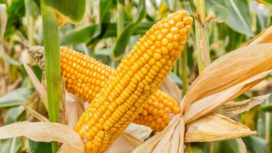 Maize cultivation