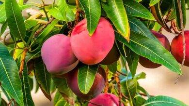 Mango cultivation