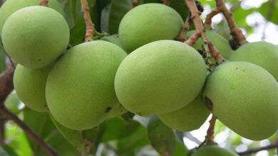 Mango cultivation