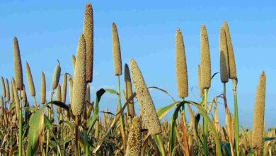 Millet cultivation
