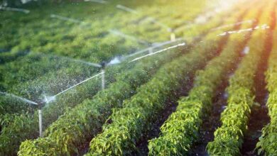 Mini sprinkler plant scheme