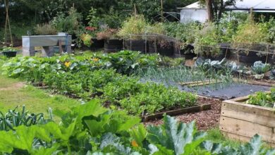 Mixed cropping
