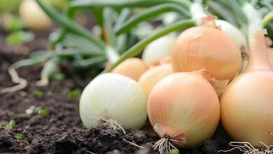 Onion cultivation