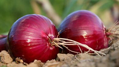 Onion cultivation