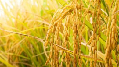 Paddy farming tips