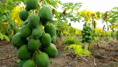Papaya farming