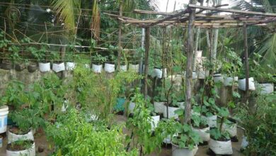 Rooftop farming scheme