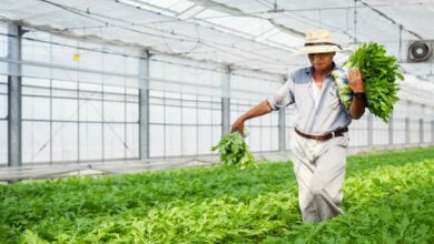 Subsidy for greenhouse farming
