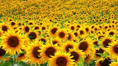 Sunflower cultivation