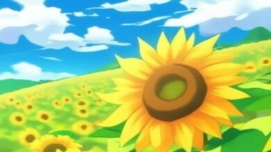 Sunflower cultivation