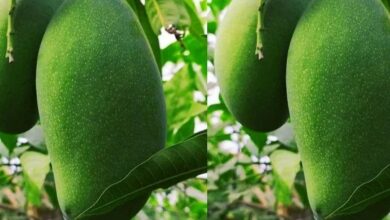 Agriculture news