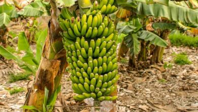 Banana farming