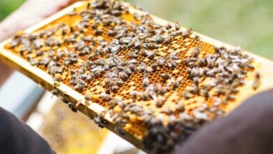 Beekeeping