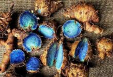Black turmeric farming