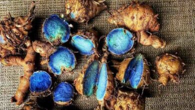 Black turmeric farming