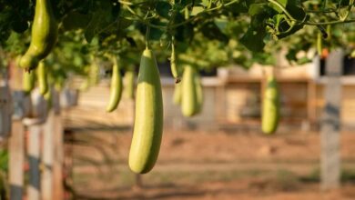 Bottle gourd farming