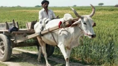 Bullock farming scheme