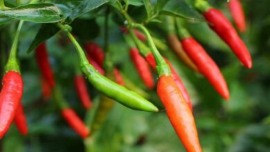 Chilli cultivation