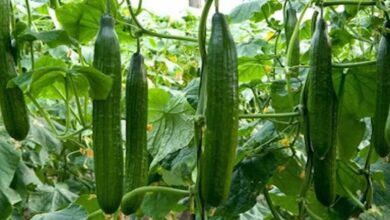 Cucumber farming