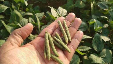 Cultivation of black urad