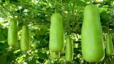 Cultivation of bottle gourd