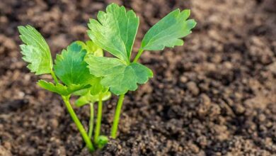 Cultivation of celery