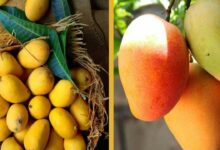 Cultivation of kesar mango