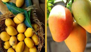 Cultivation of kesar mango