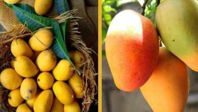 Cultivation of kesar mango