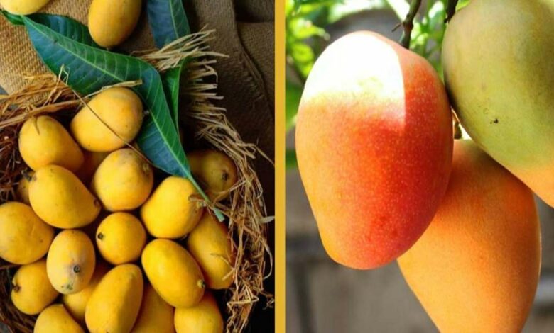 Cultivation of kesar mango