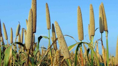 Cultivation of ragi
