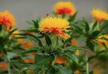 Cultivation of safflower