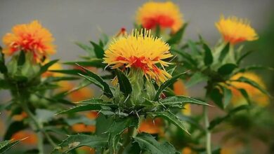 Cultivation of safflower