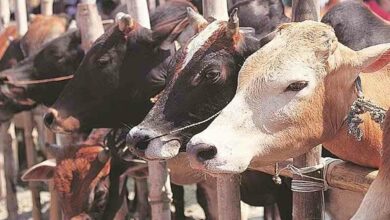 Dairy animal insurance scheme